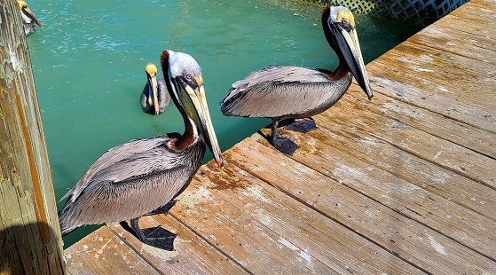 2 Pelicans relaxing on the edge of the pier in the harbor.