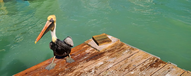 Cute, small Pelican walking at the edge of the wooden dock near water.