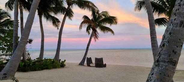 Palm Trees on the Beach with a Pink Toned Sunset/Sunrise stock photo