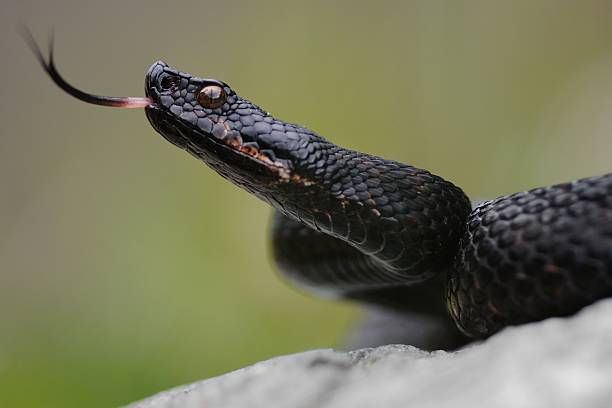 Black viper in his proud carriage
