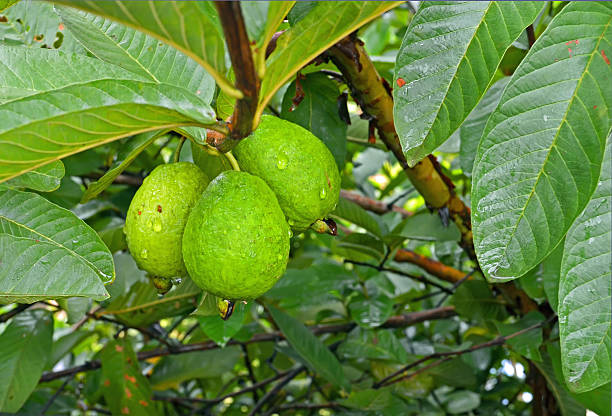 Fresh guava stock photo