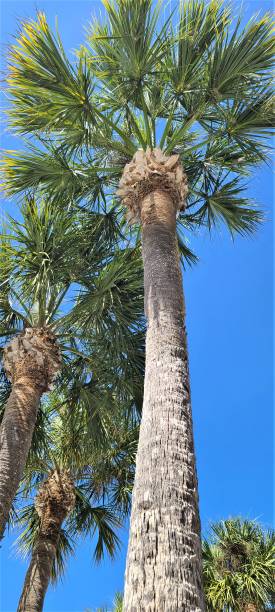 istock Looking Upwards at the Underneath Side of Palm Trees 1379567455