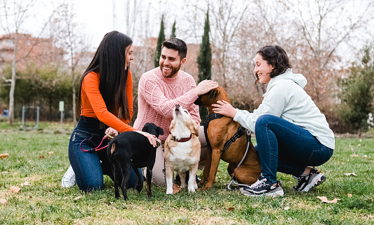 Group of friends meet in the park with their dogs. Friendship, dogs and pets concept.