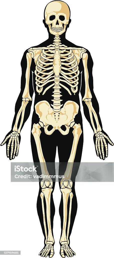 Human anatomy. Skeleton Human skeleton in separate layers. Vector illustration Anatomy stock vector