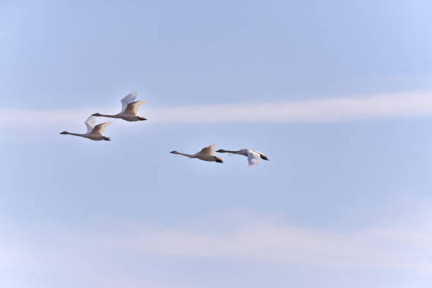 istock Tundra Swans in Flight - I 1379618058