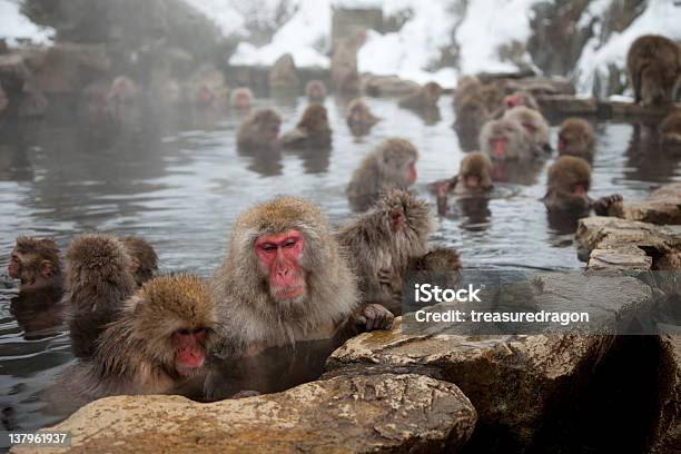Snow Monkeys Bathing In A Steam Bath Stock Photo - Download Image Now - Animal, Animal Hair, Animals In The Wild