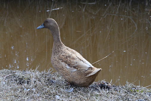 A hybrid or dodgy duck with a blue beak waddles along the roadway on Deal Island on the eastern shore of Maryland,USA