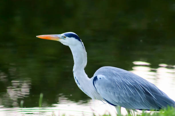 istock Grey heron at a small pond on the Seychelles islands 1379623775