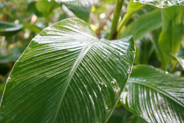 istock Wet Leaves in the Garden 1379624829