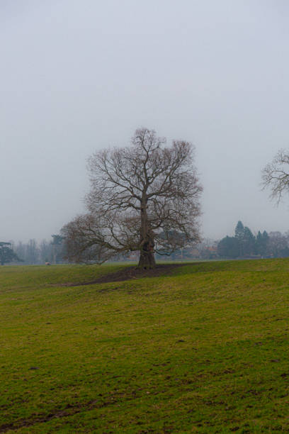 istock Countryside in the fog 1379627508