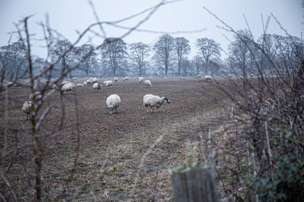 istock Sheep Farming, fields of sheep 1379629274