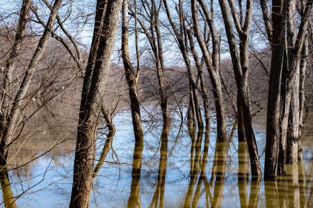 istock Trees Flooded Along Little Miami 1379678554