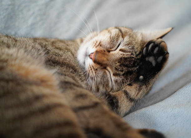 istock Grooming cat in the room 1379714858
