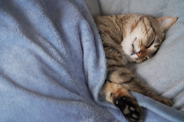 istock Cat sleeping in the room 1379715362