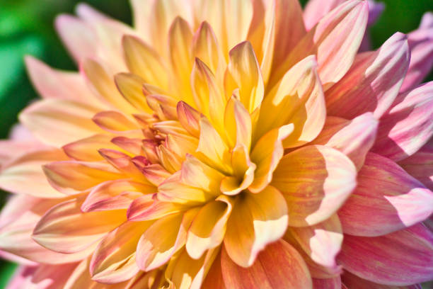 istock Autumn pink dahlia 1379724370