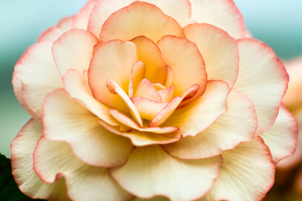 A pink rose that blooms beautifully under the clear autumn weather
