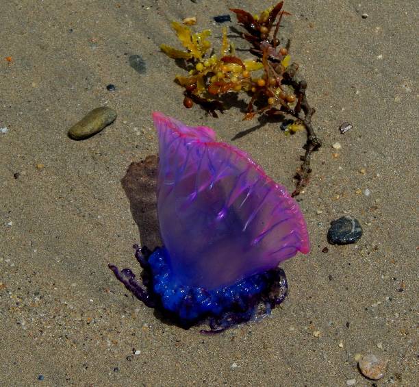 istock Portuguese Man O' War or Physalia physalis 1379737317