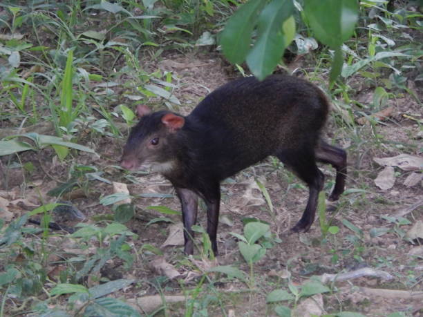 Dasyprocta leporina or Red-rumped Agouti in Tobago A Dasyprocta leporina or Red-rumped Agouti in Charlotteville, Tobago. dasyprocta stock pictures, royalty-free photos & images