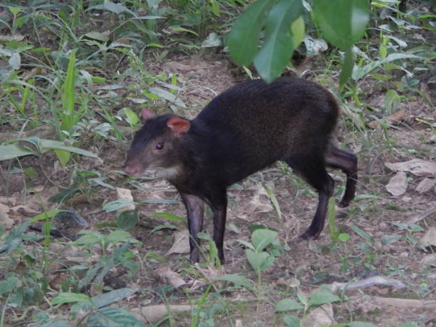 dasyprocta leporina ou red-rumped agouti em tobago - agouti - fotografias e filmes do acervo