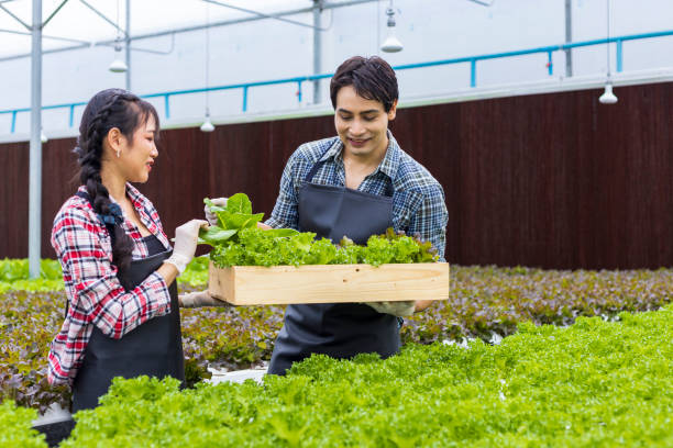 agricultores locales asiáticos que cultivan su propia ensalada de lechuga de roble verde en el invernadero utilizando el enfoque orgánico del sistema de agua hidropónico para la empresa familiar y recogiendo algunos para la venta - leaf vegetable salad child spring fotografías e imágenes de stock