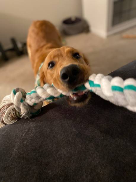 istock Tug of war 1379755619