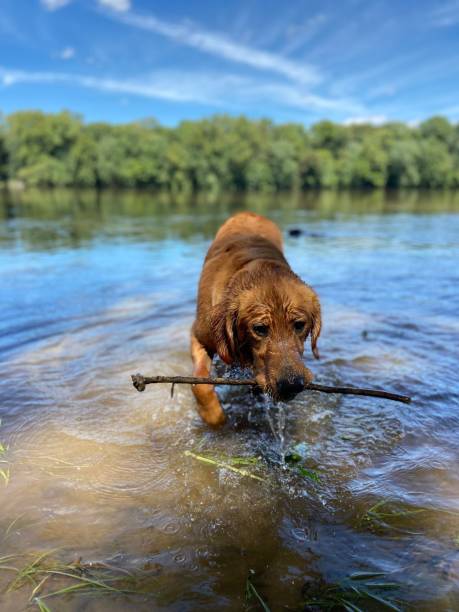 istock Golden retriever with stick in water 1379755620