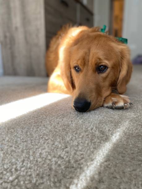 istock Golden retriever reflections 1379756137