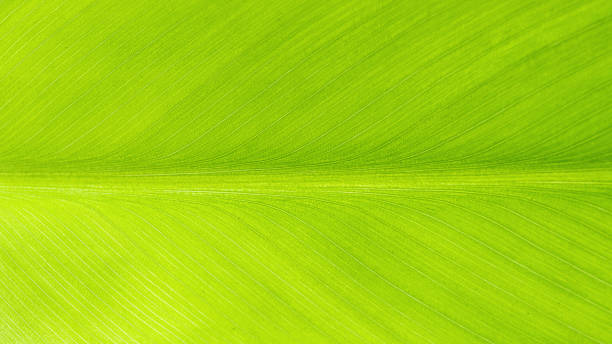 istock close up of green leaf vein texture 1379785716
