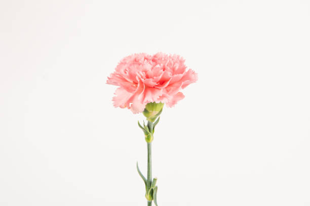 istock carnation mother's day blessing flowers on white background 1379785867