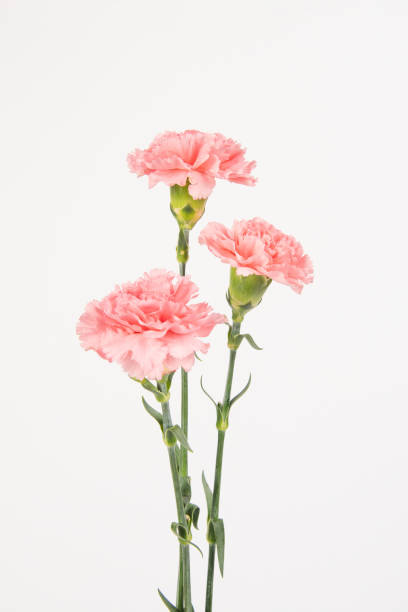 istock carnation mother's day blessing flowers on white background 1379785887