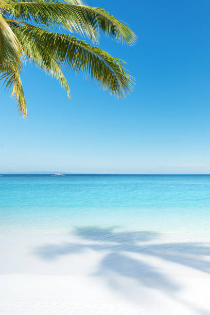 tropical paradise beach scene for background or wallpaper - horizon over water white green blue imagens e fotografias de stock