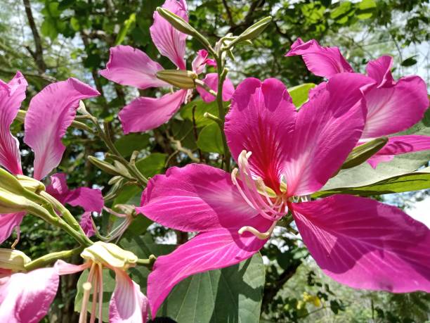 istock Tree flower with pink color 1379787605