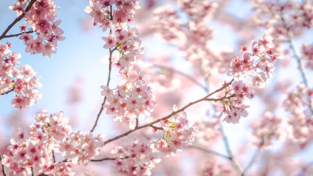 istock Sakura Flower or Cherry Blossom With Beautiful Nature Background 1379788248