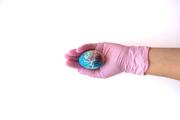istock hands in rubber pink gloves hold a painted Easter egg. layout with copy space 1379789142