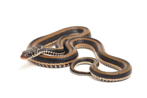istock The striped keelback snake isolated on white background 1379790210
