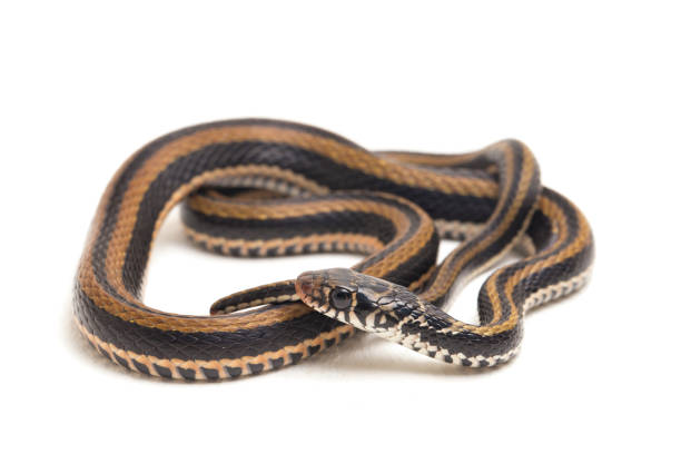 istock The striped keelback snake isolated on white background 1379792794
