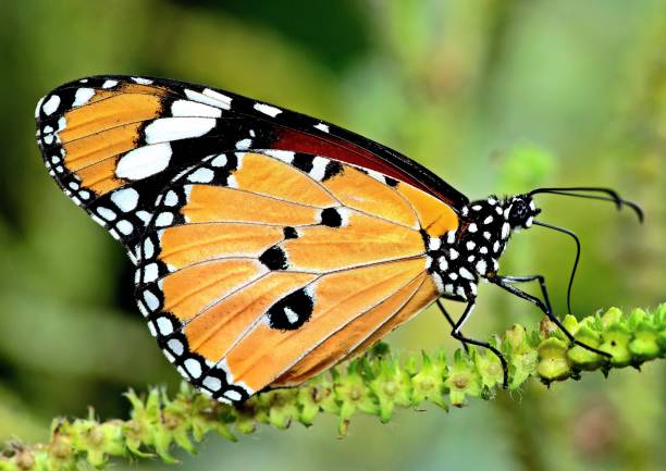 istock Butterfly nectar flower - animal behavior. 1379829795