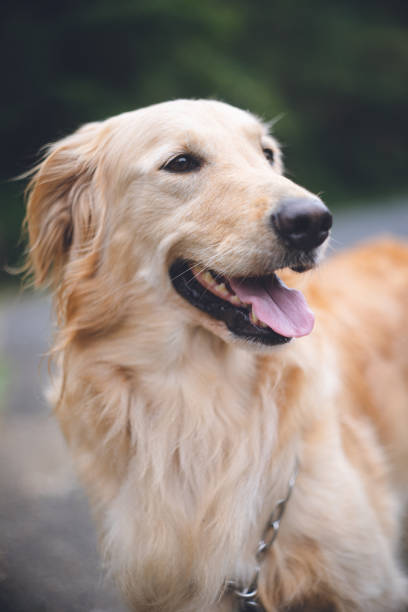 istock Pet cute young large breed golden retriever. 1379831798