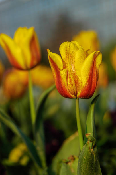 The symbol of Ottoman culture, the tulip colorfully decorates Istanbul's city parks and Emirgan Grove every spring.