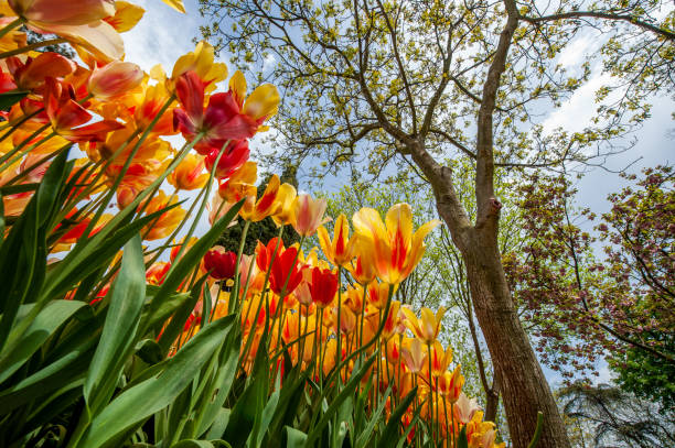 Tulips Field against Blue Sky