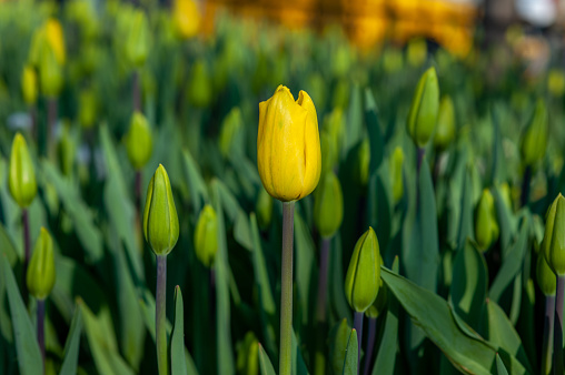 The symbol of Ottoman culture, the tulip colorfully decorates Istanbul's city parks and Emirgan Grove every spring.