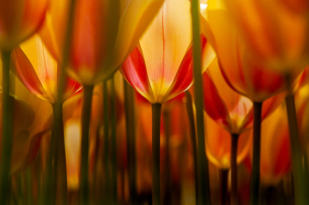 The symbol of Ottoman culture, the tulip colorfully decorates Istanbul's city parks and Emirgan Grove every spring.