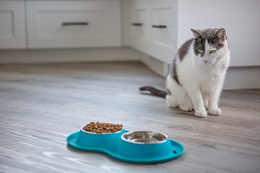 Female cat staring at her food tray in kitchen