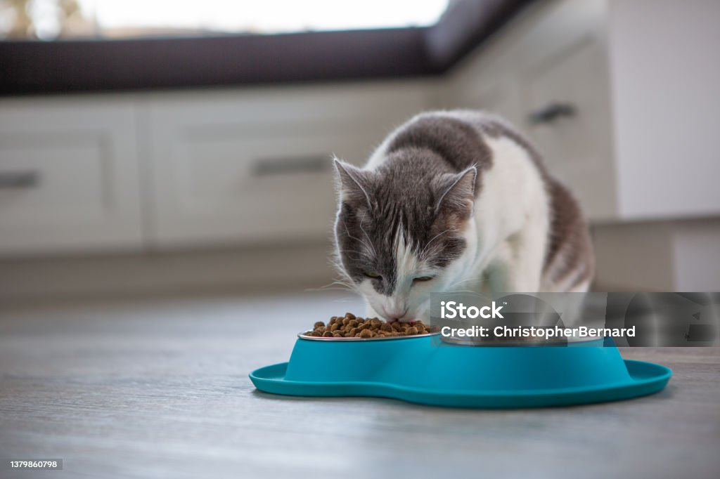 Dinner time Female cat eating in the kitchen area Domestic Cat Stock Photo