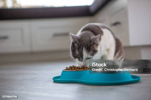 Dinner Time Stock Photo - Download Image Now - Domestic Cat, Eating, Cat Food