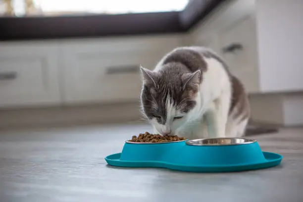 Photo of Dinner time