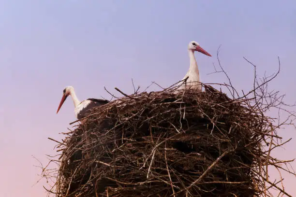 Two storks on their large nest ,  close-up view, dusk colors in the background. Galicia, Spain.