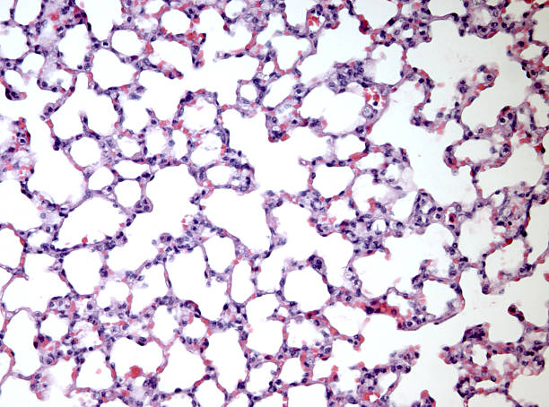 Lung Tissue Section Histological section of lung tissue taken with microscope. Nuclei stain blue and cell cytoplasm is pink. Hematoxylin and Eosin (H&E) stain. More tissue sections: alveolus stock pictures, royalty-free photos & images