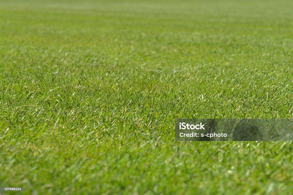 Grüne Gras (Klicken Sie hier, um weitere Informationen) - Lizenzfrei Bildschärfe Stock-Foto