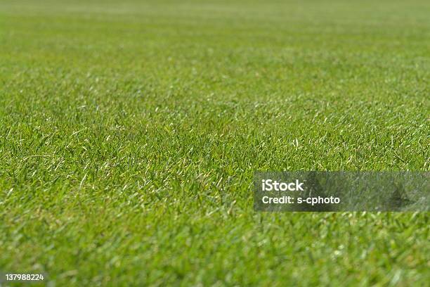 Grüne Gras Stockfoto und mehr Bilder von Bildschärfe